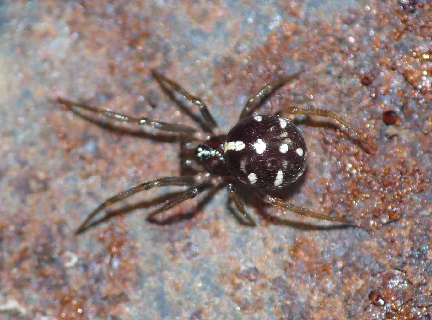Crustulina sp.